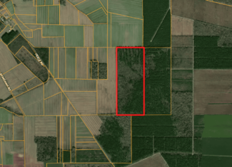 146-Acre Prime Hunting & Timber Land for Sale in Beaufort County, NC